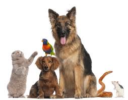 Can Your Cat Inherit You House by On Tap Credit Union
