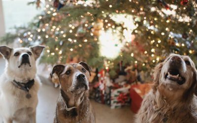 Answers to Your Top Questions about Holiday Pet Toxins – By Julia McPeek (CEO), Harmony Veterinary Center
