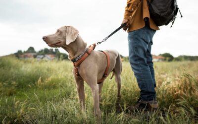 Walking Your Dog for Weight Loss – By Julia McPeek (CEO), Harmony Veterinary Center