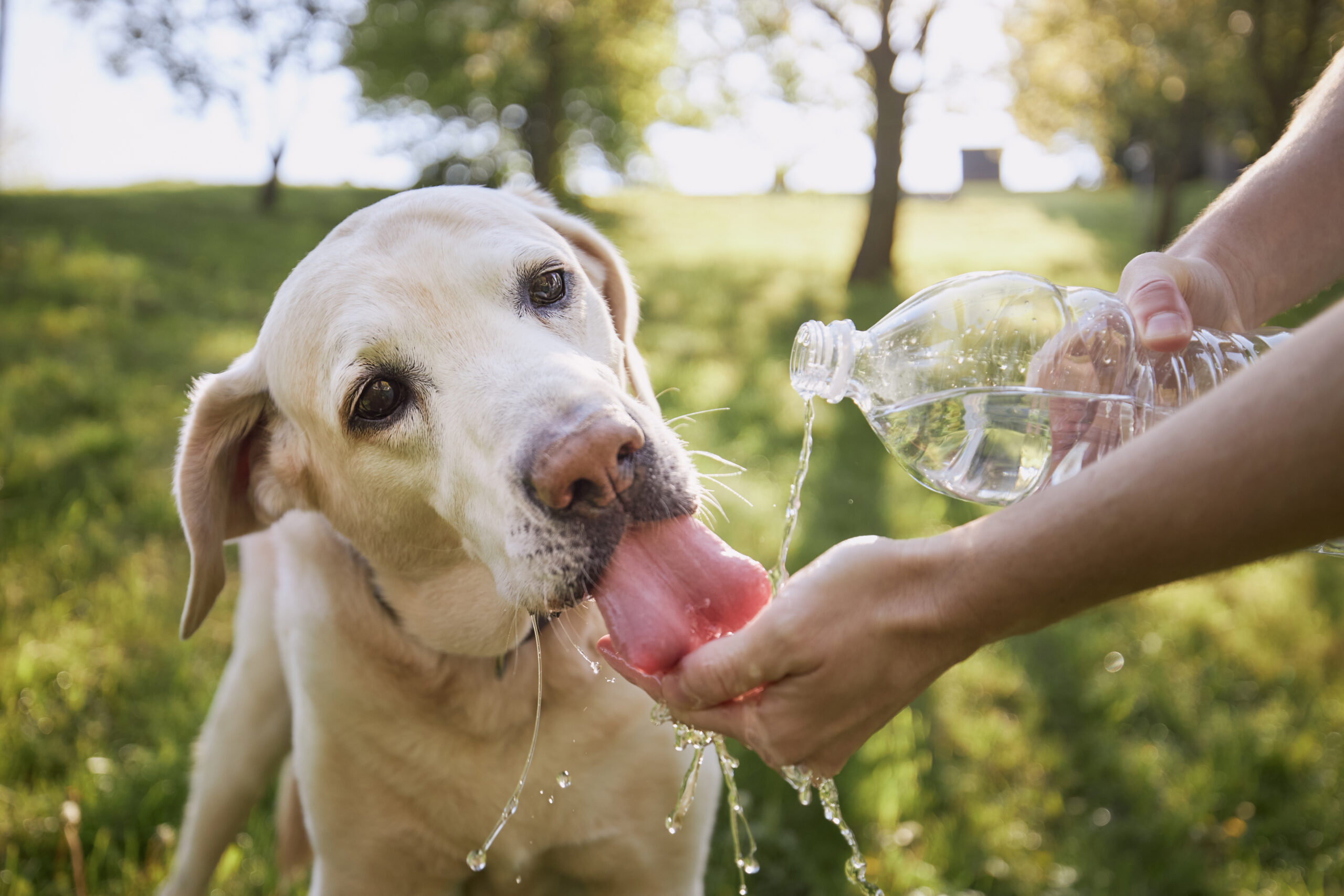 5 Easy Ways to Keep Your Pet Hydrated | Harmony Veterinary Center
