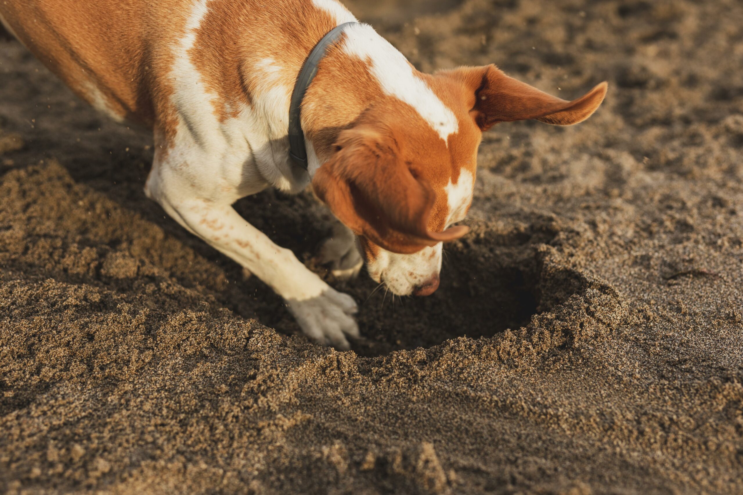 Discouraging Destructive Digging | Harmony Veterinary Center